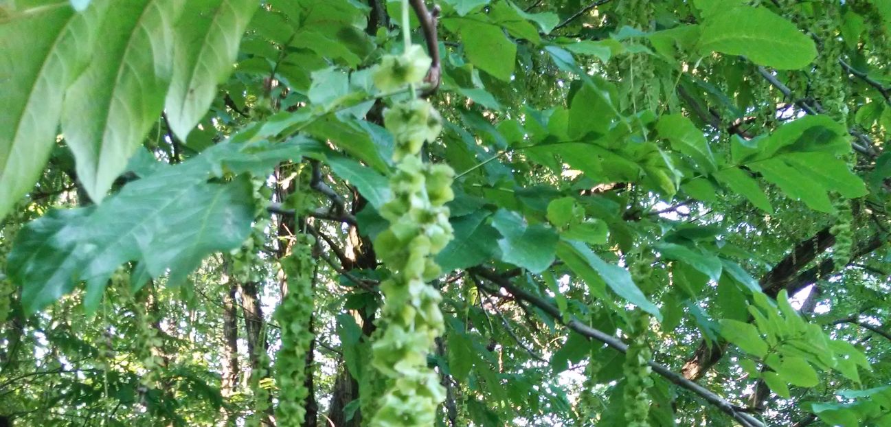 Pterocarya fraxinifolia / Noce del Caucaso (Juglandaceae)