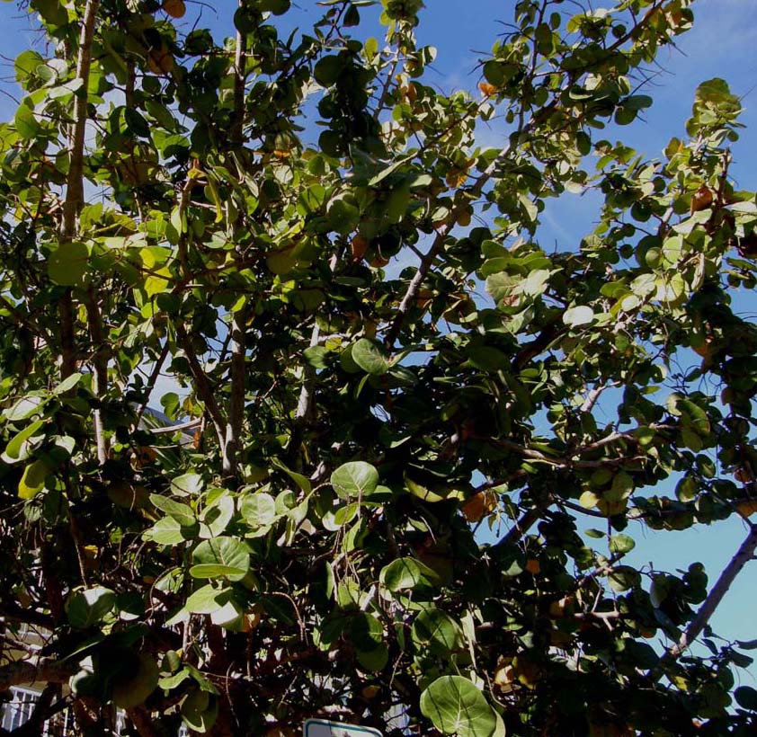 Florida:foglie con evidenti venature - Coccoloba uvifera