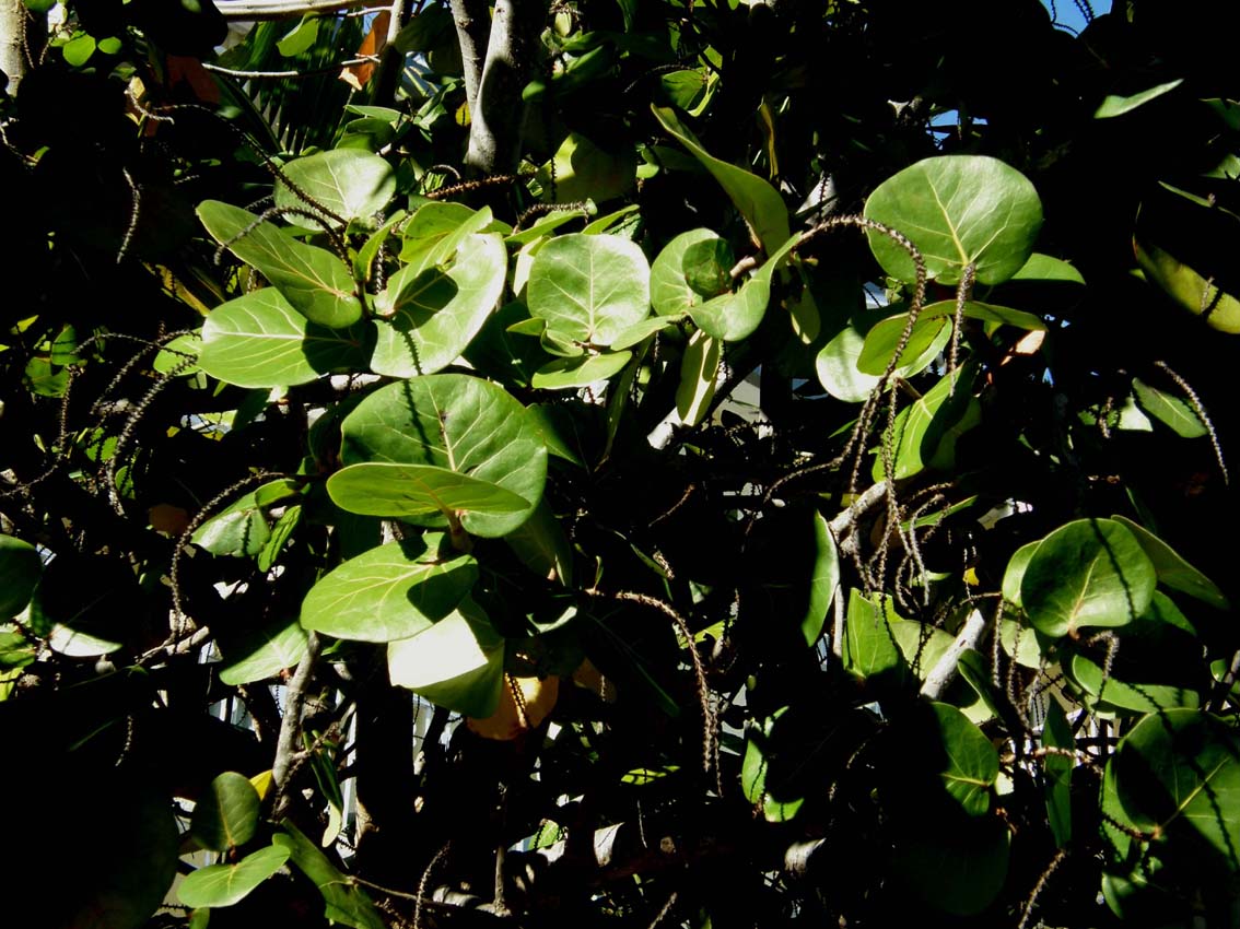 Florida:foglie con evidenti venature - Coccoloba uvifera