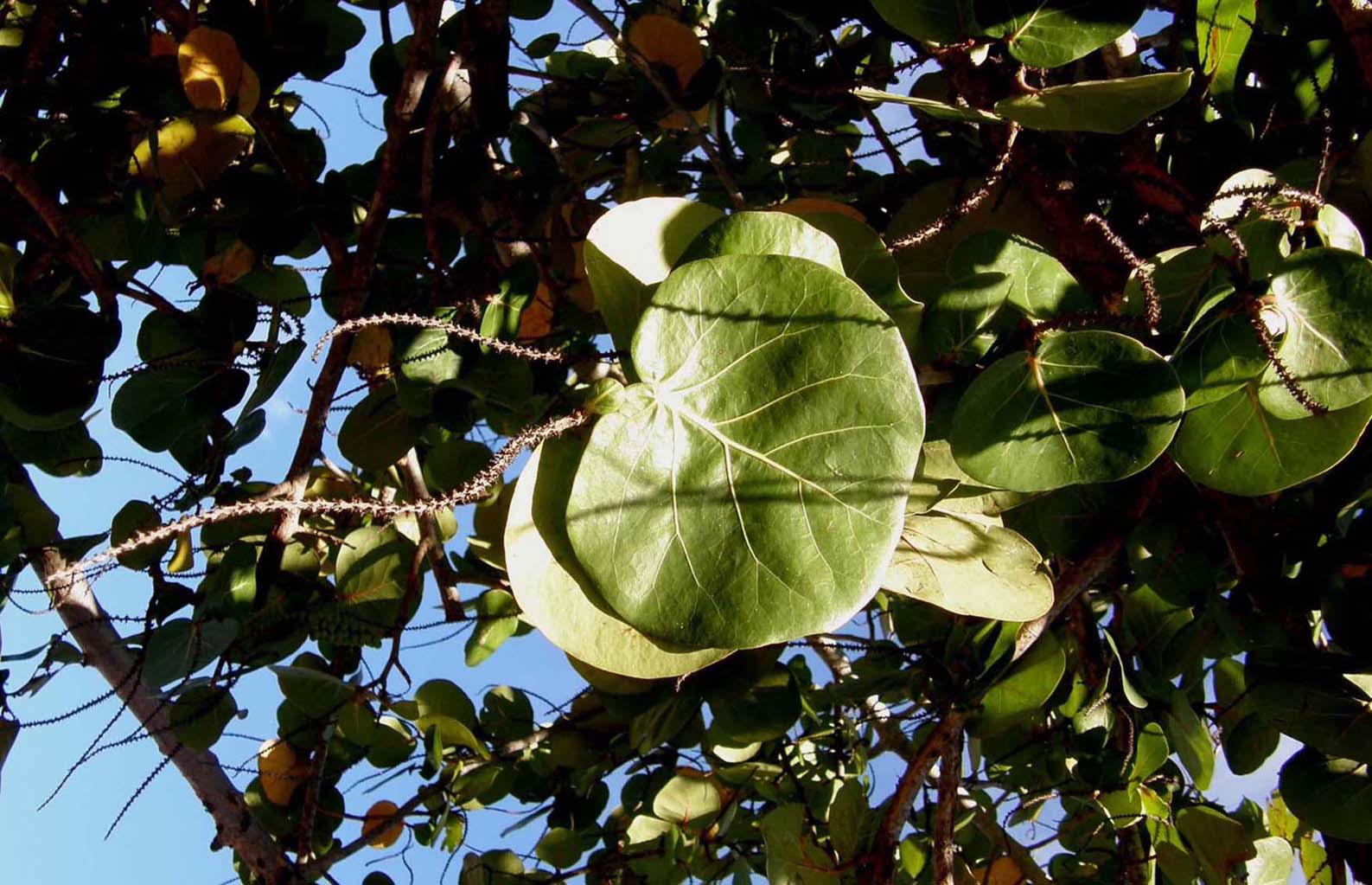 Florida:foglie con evidenti venature - Coccoloba uvifera
