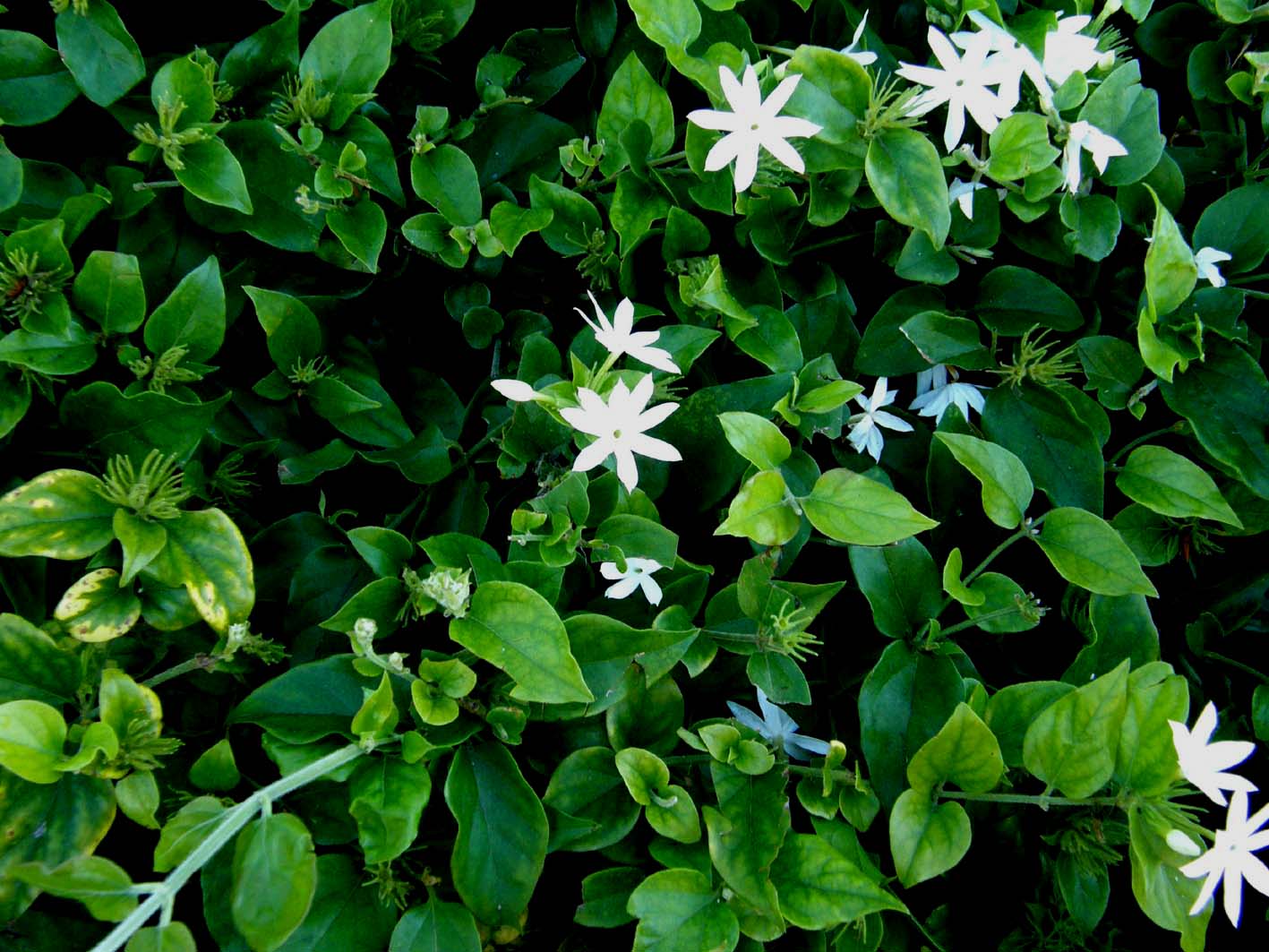 Gelsomini (?) della Florida - Jasminum cfr. multiflorum