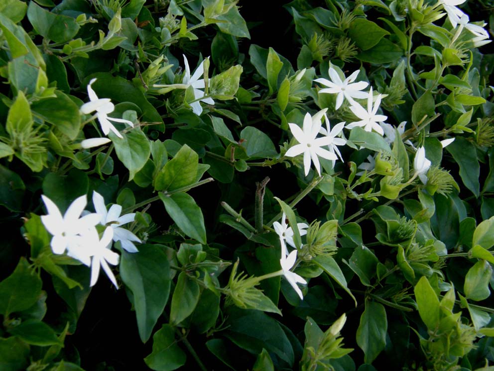 Gelsomini (?) della Florida - Jasminum cfr. multiflorum