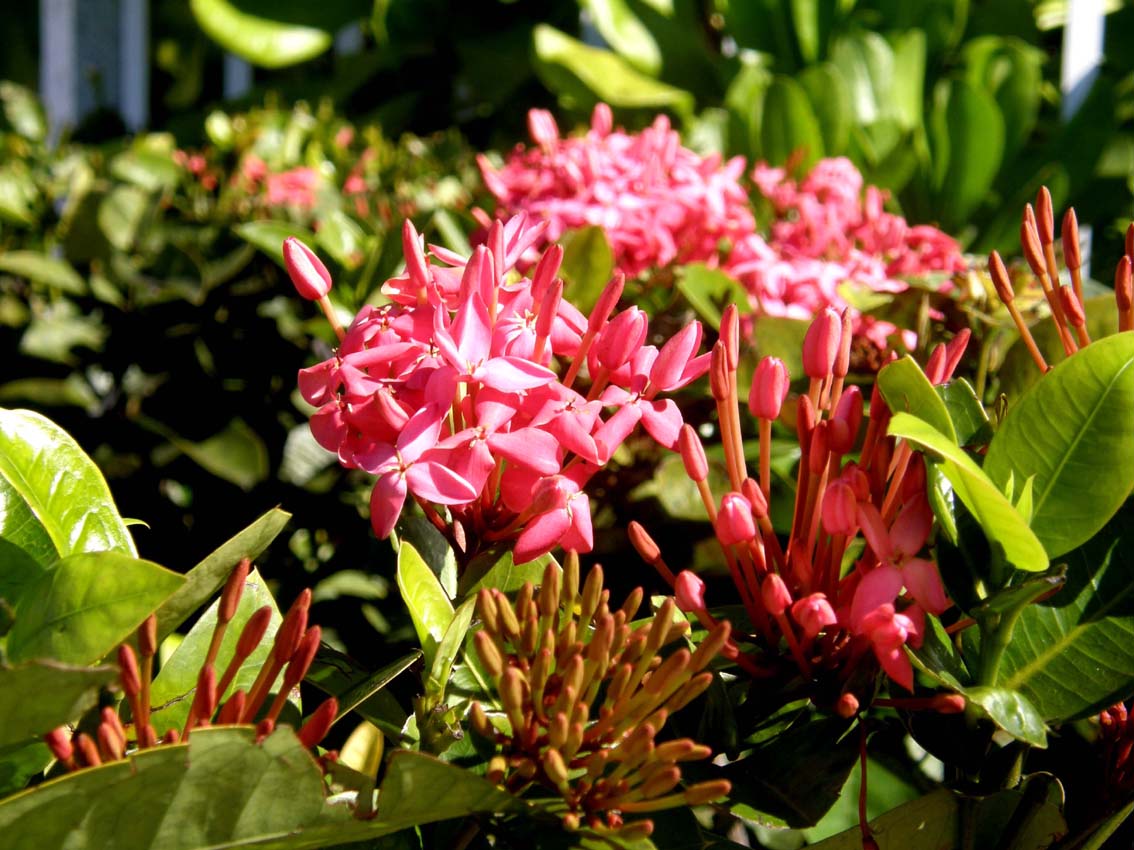 Rosei fiori caraibici - Ixora sp.