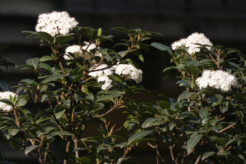 Quale Viburno ?  Viburnum tinus  (Caprifoliaceae)