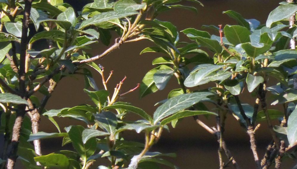 Quale Viburno ?  Viburnum tinus  (Caprifoliaceae)