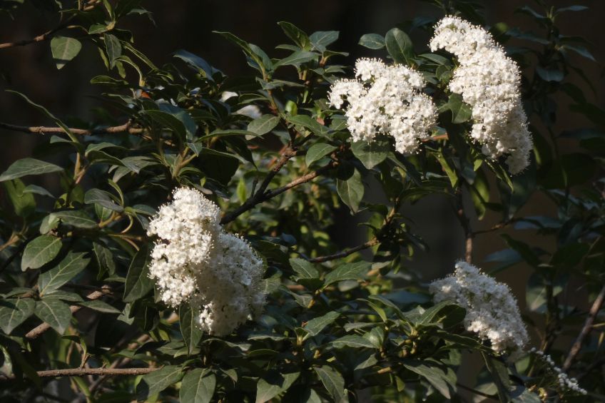 Quale Viburno ?  Viburnum tinus  (Caprifoliaceae)