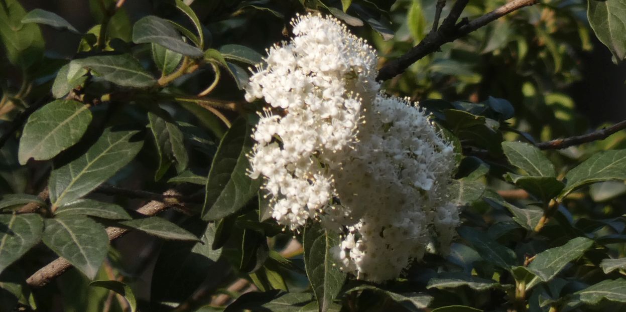 Quale Viburno ?  Viburnum tinus  (Caprifoliaceae)