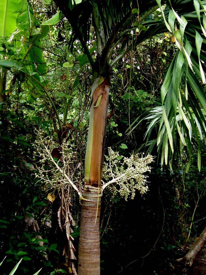 Palma centroamericana :  Roystonea regia