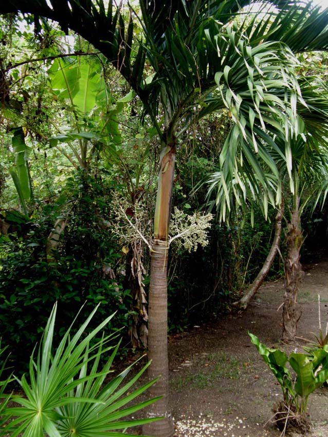 Palma centroamericana :  Roystonea regia