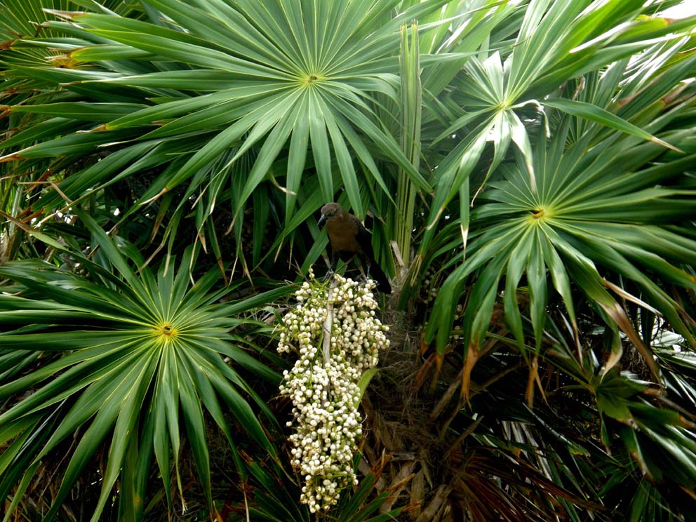 Altra palma centroamericana:  Thrinax radiata  (Arecaceae)