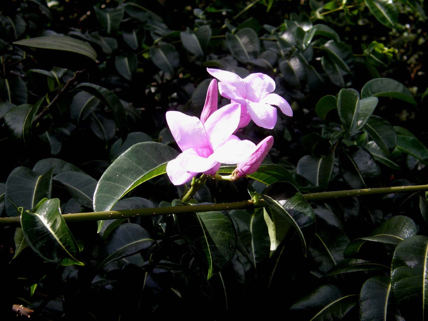 Bei fiori violacei   messicani - Allamanda blanchetii