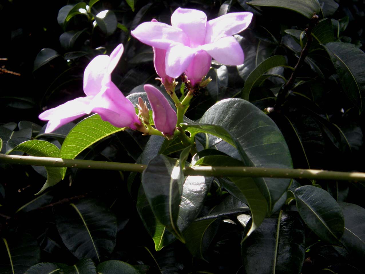 Bei fiori violacei   messicani - Allamanda blanchetii