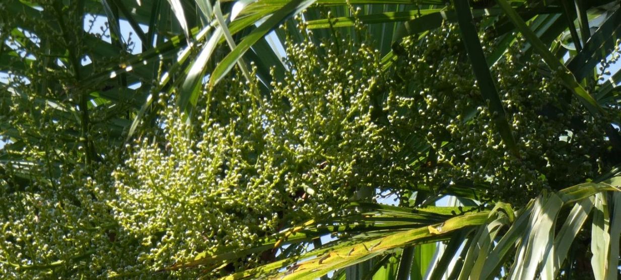 Palma: Trachycarpus fortunei