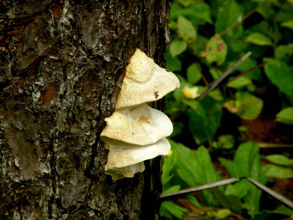 Su un tronco in Honduras: cfr. Postia sp.