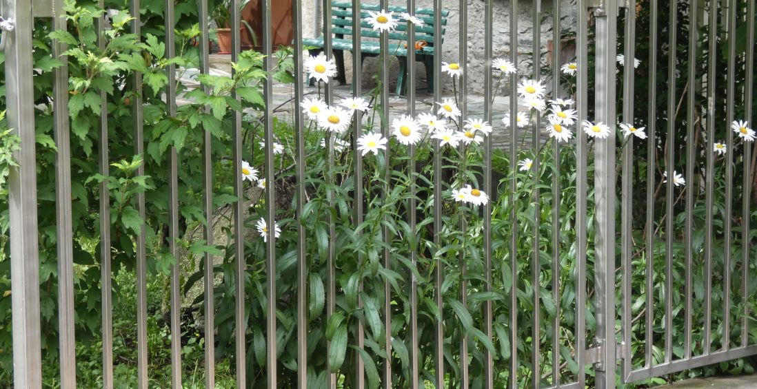 Leucanthemum... ?  cv di Leucanthemum  superbum