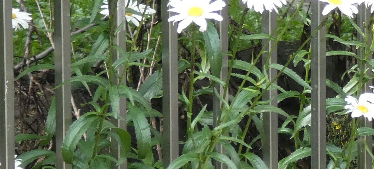 Leucanthemum... ?  cv di Leucanthemum  superbum