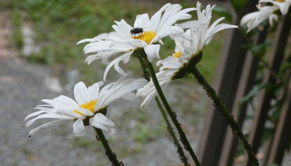 Leucanthemum... ?  cv di Leucanthemum  superbum