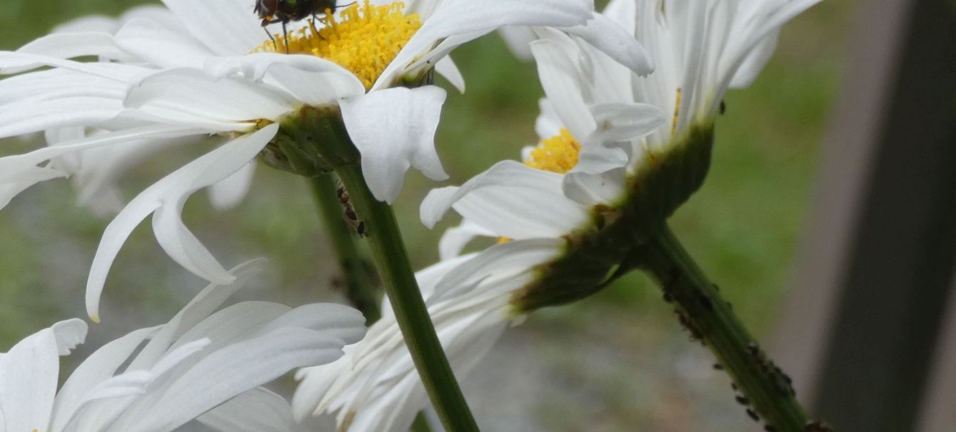 Leucanthemum... ?  cv di Leucanthemum  superbum