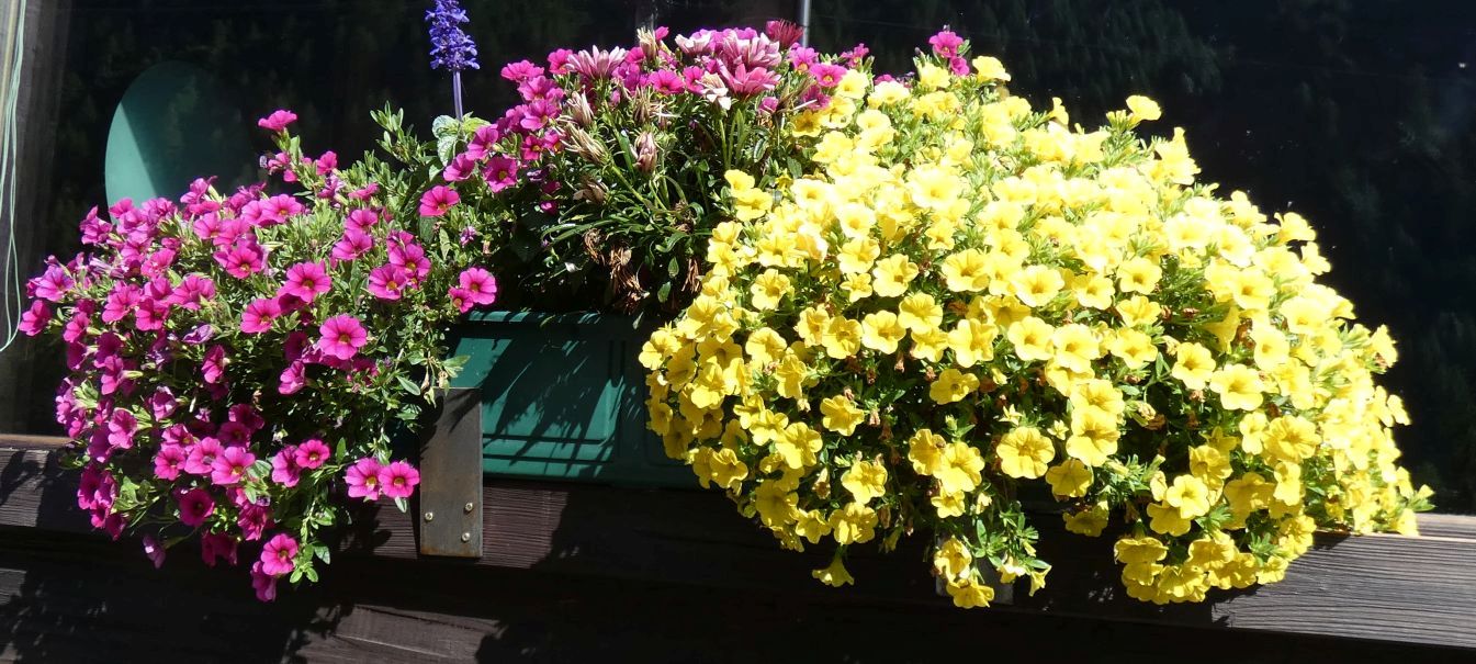 In un vaso: cv di Petunia, Gazania e Salvia