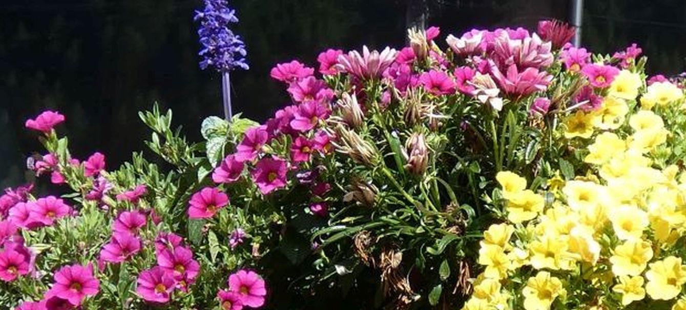 In un vaso: cv di Petunia, Gazania e Salvia