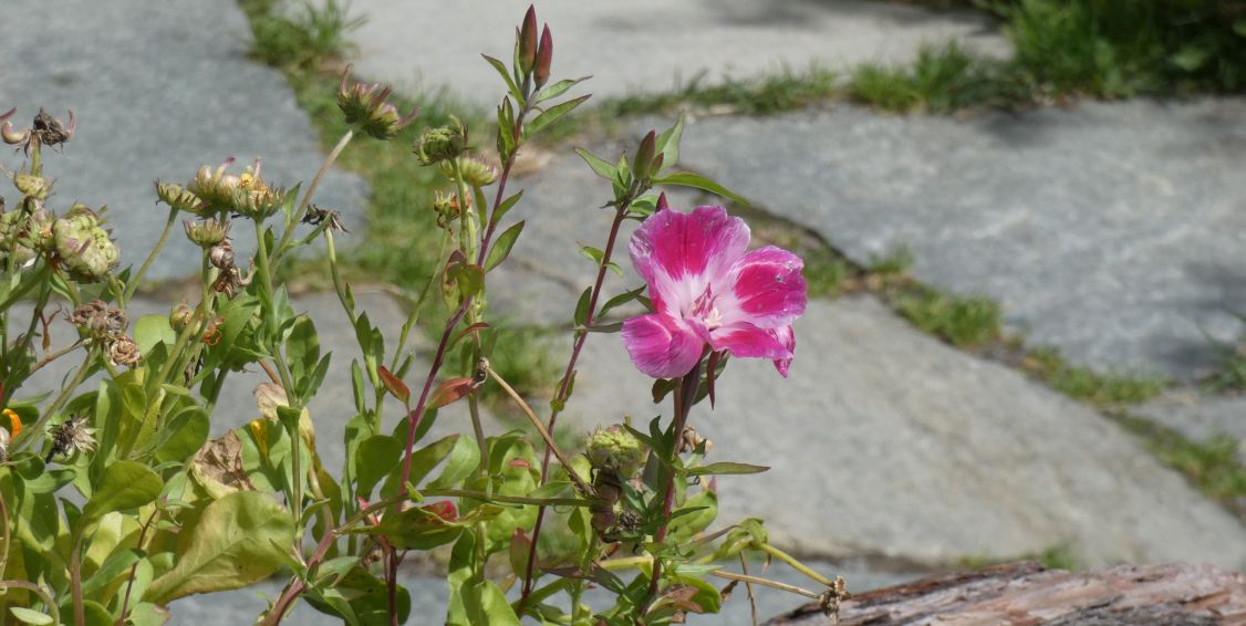 cv di Clarkia amoena (Onagraceae)