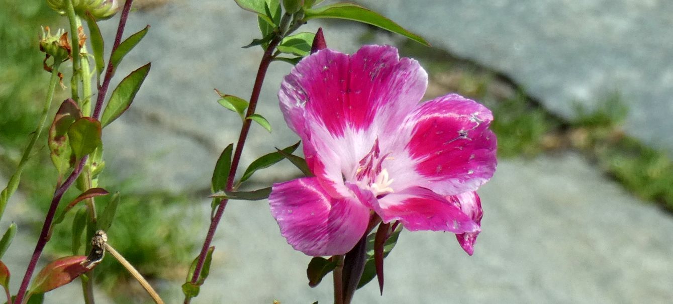 cv di Clarkia amoena (Onagraceae)