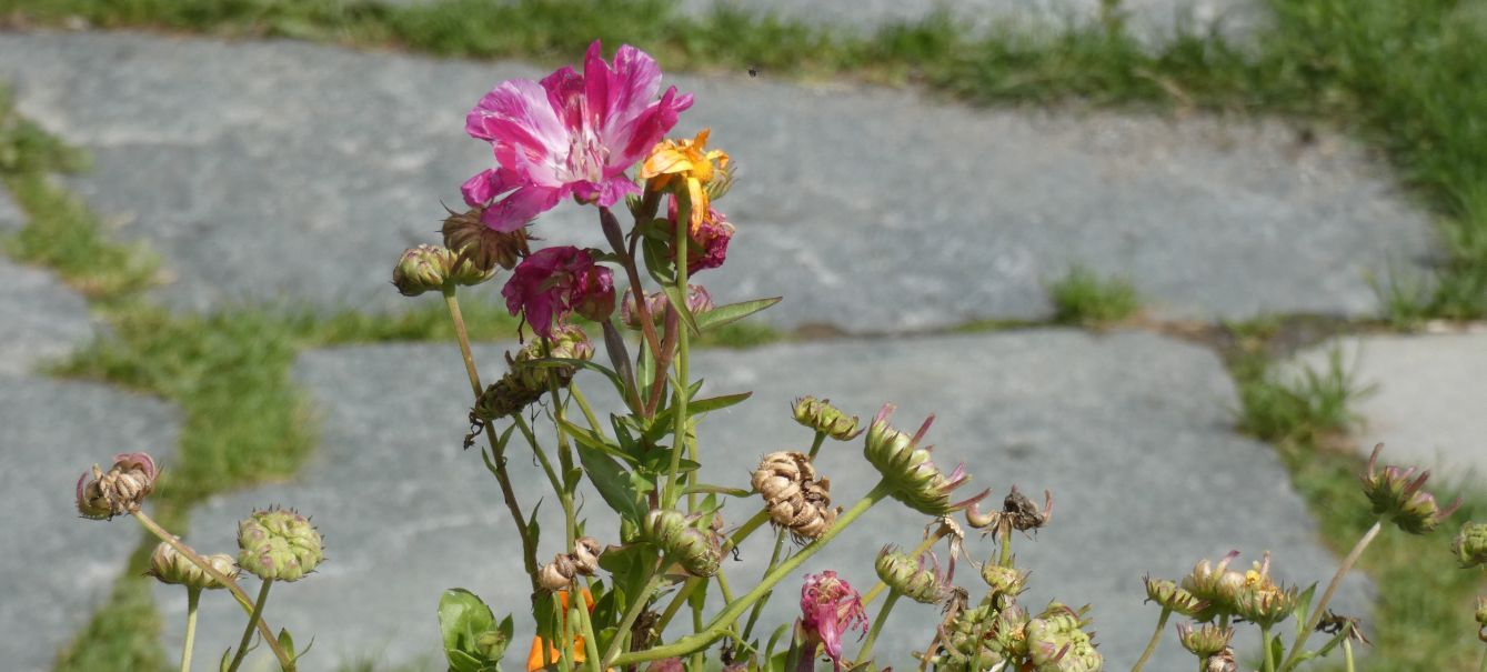 cv di Clarkia amoena (Onagraceae)