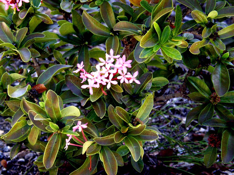 Altri fiori rosa caraibici.