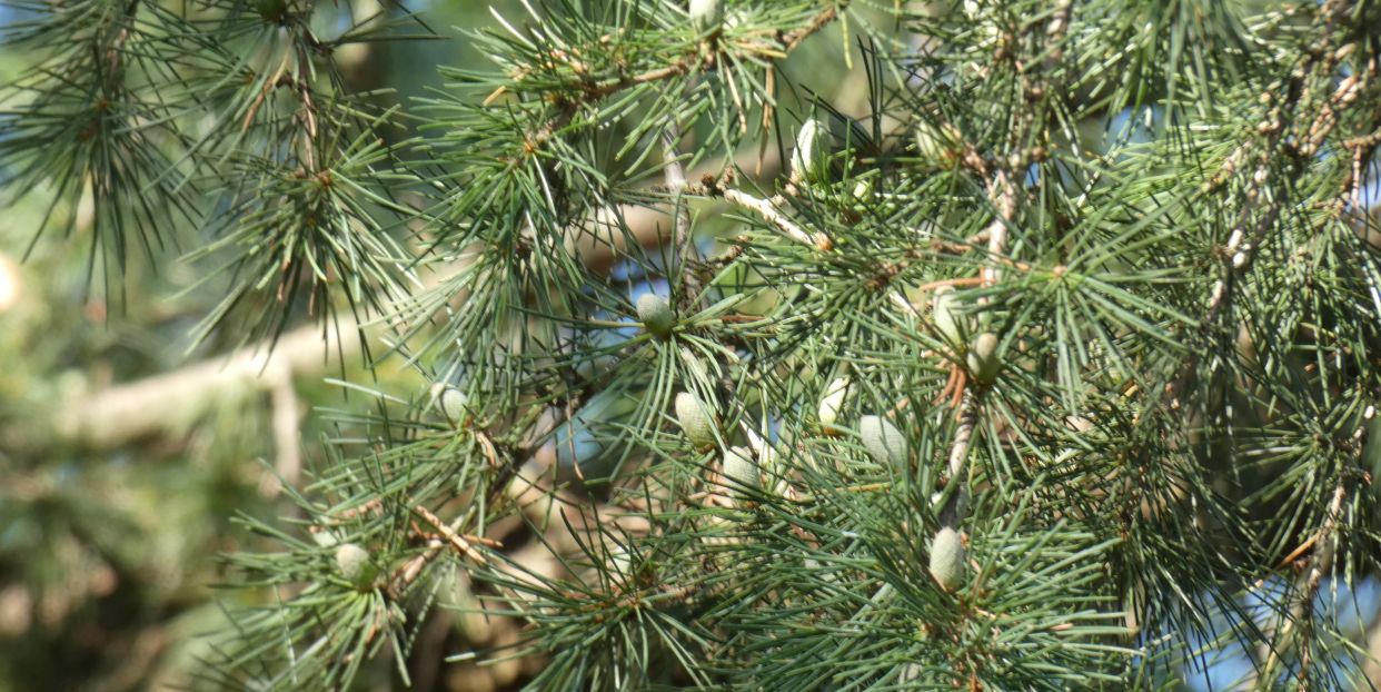 Cedrus libani (Pinaceae)