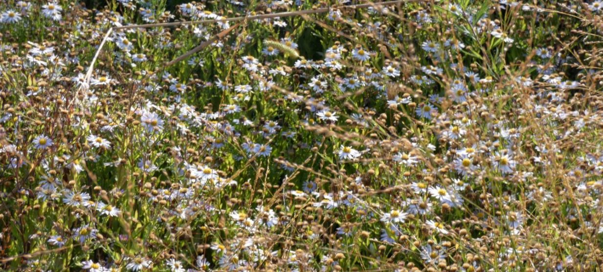 Aster sp.? cv di Symphyotrichum (ex Aster) novi-belgii