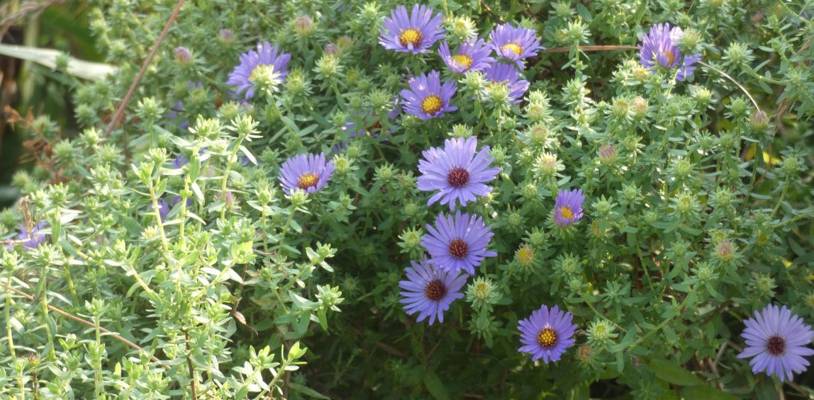 Aster sp.? cv di Symphyotrichum (ex Aster) novi-belgii