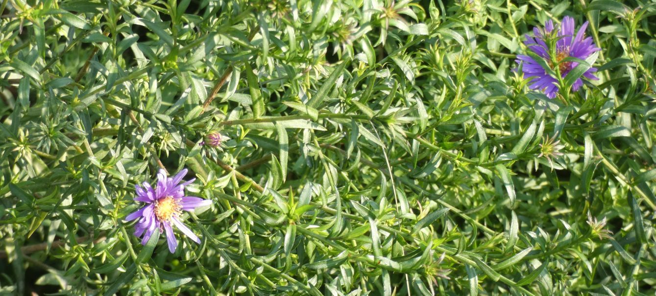 Aster sp.? cv di Symphyotrichum (ex Aster) novi-belgii