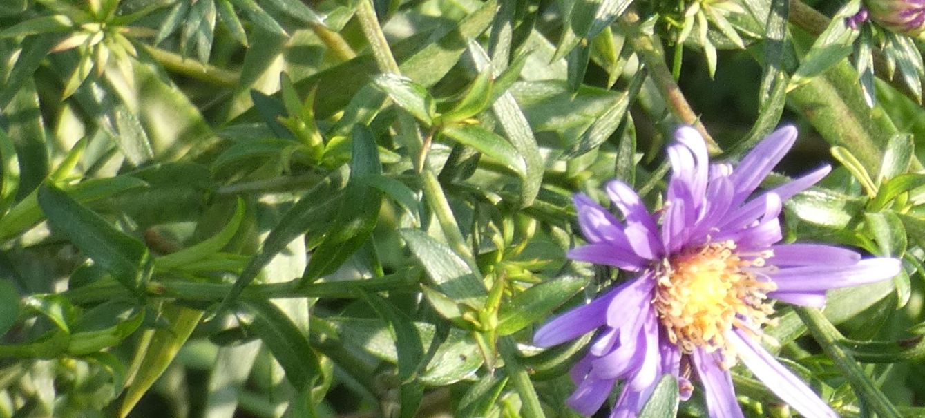 Aster sp.? cv di Symphyotrichum (ex Aster) novi-belgii