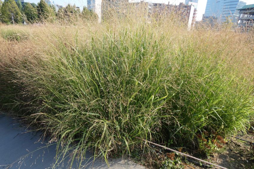 Poaceae: Panicum virgatum