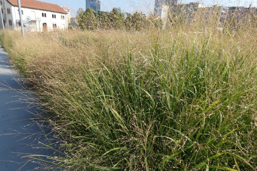 Poaceae: Panicum virgatum