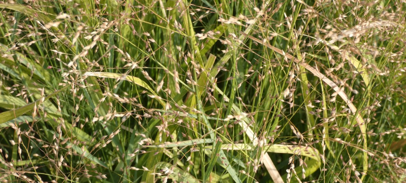 Poaceae: Panicum virgatum