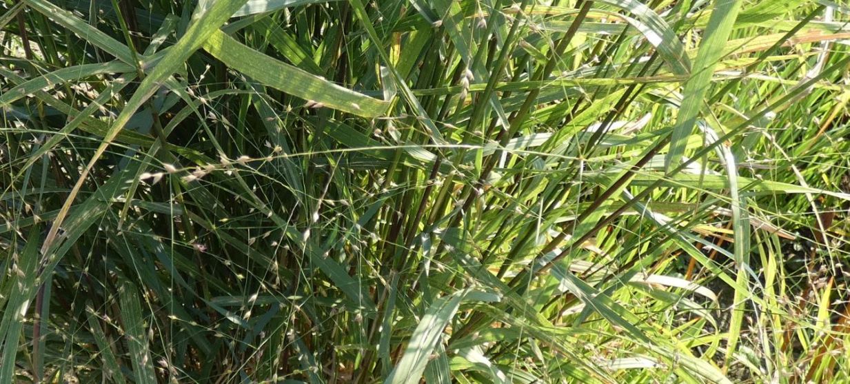 Poaceae: Panicum virgatum