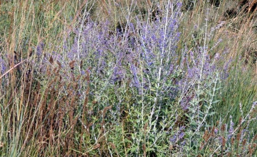 Lammiaceae: Salvia yangii (ex Perovskia atriplicifolia)