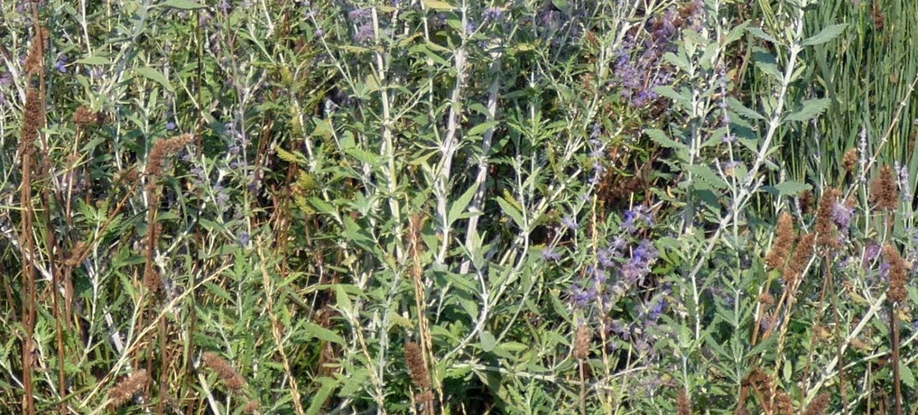 Lammiaceae: Salvia yangii (ex Perovskia atriplicifolia)