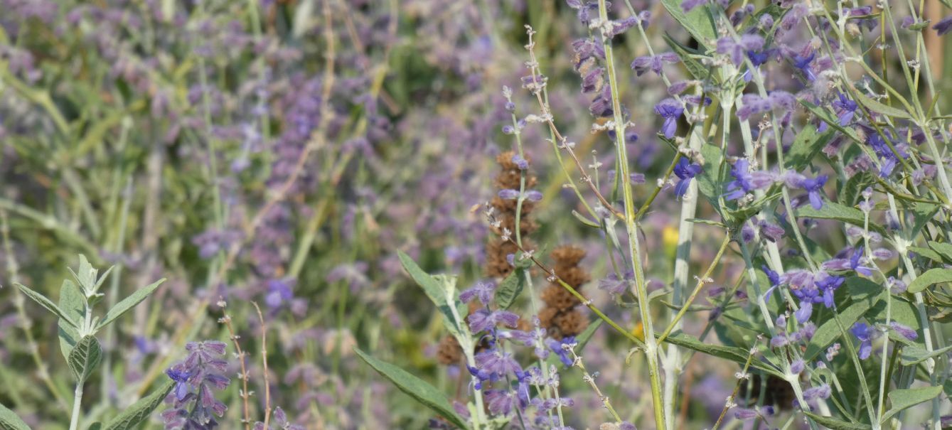 Lammiaceae: Salvia yangii (ex Perovskia atriplicifolia)