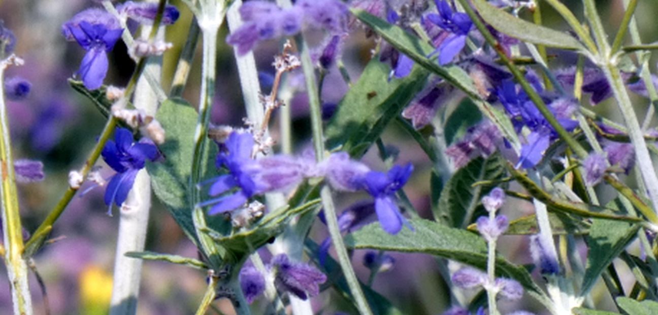 Lammiaceae: Salvia yangii (ex Perovskia atriplicifolia)