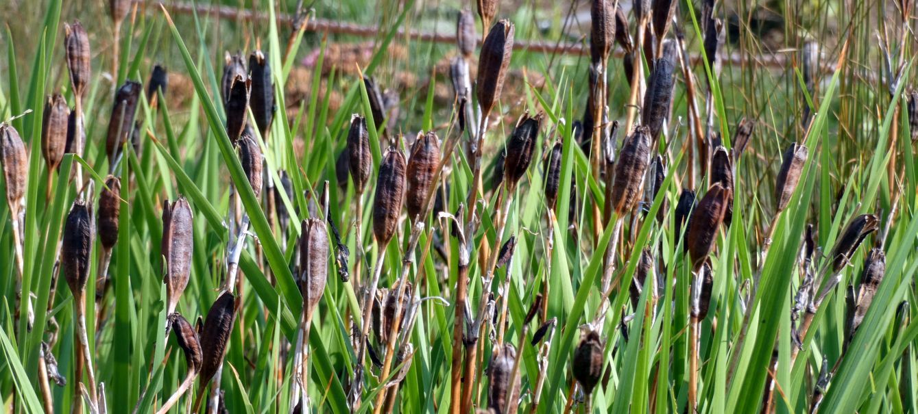 Iridaceae: capsule fruttifere