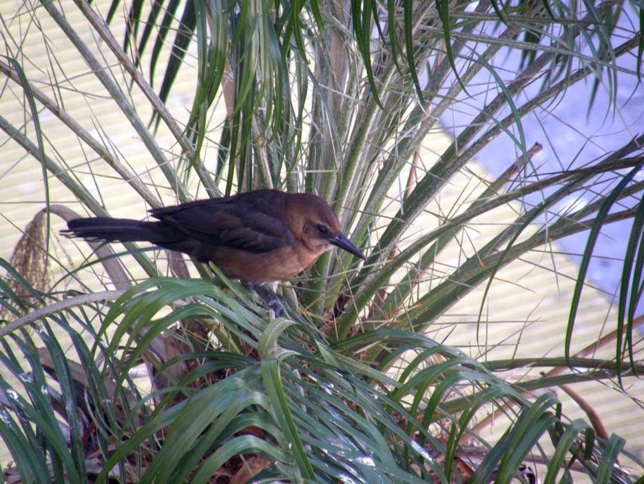 Passeriformi caraibici