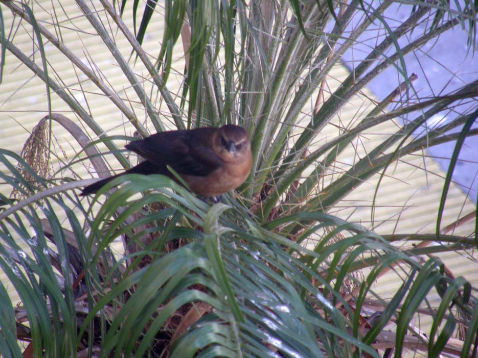 Passeriformi caraibici