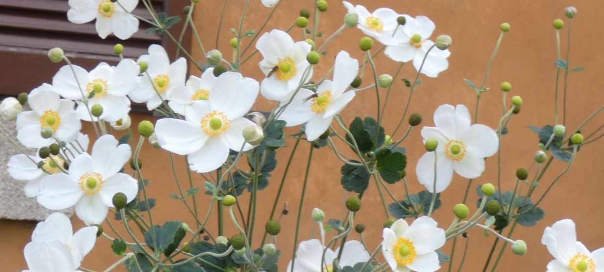 Anemone x hybrida (Ranunculaceae)