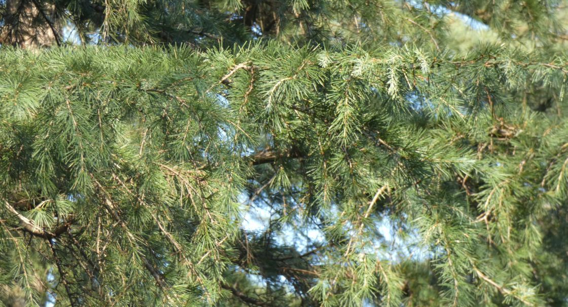 Cedrus libani (Pinaceae)