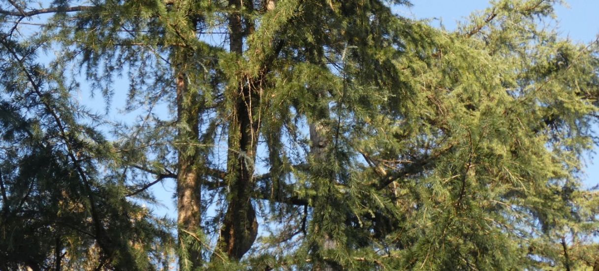 Cedrus libani (Pinaceae)