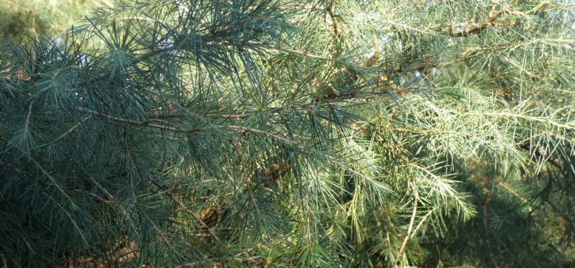 Cedrus libani (Pinaceae)