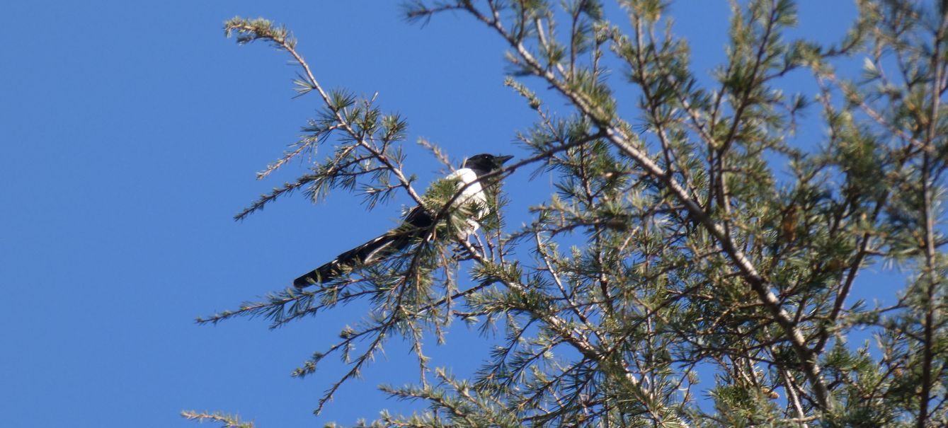 Cedrus libani (Pinaceae)