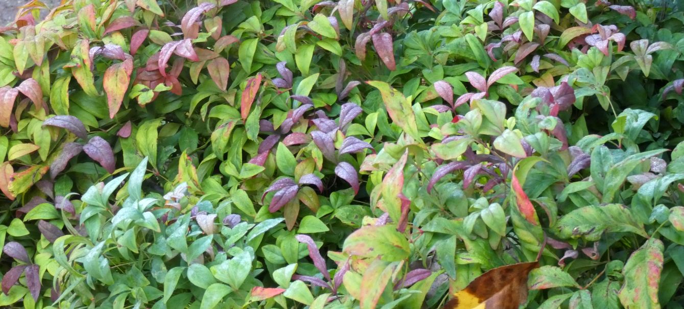 Nandina domestica (Berberidaceae)